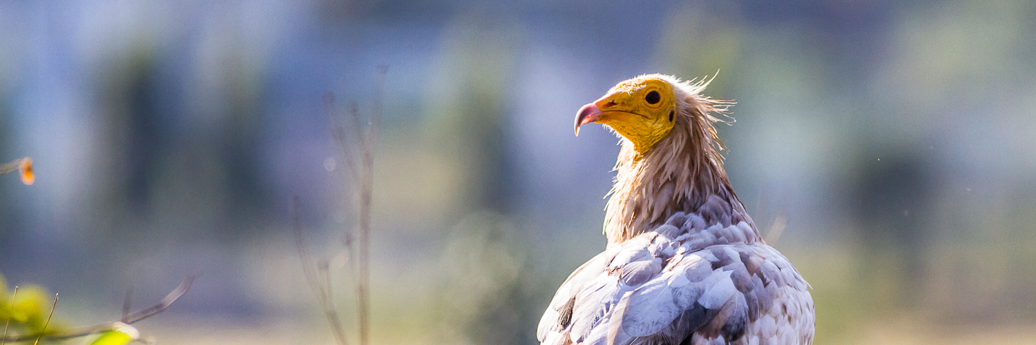 Protect Raptors From Extinction