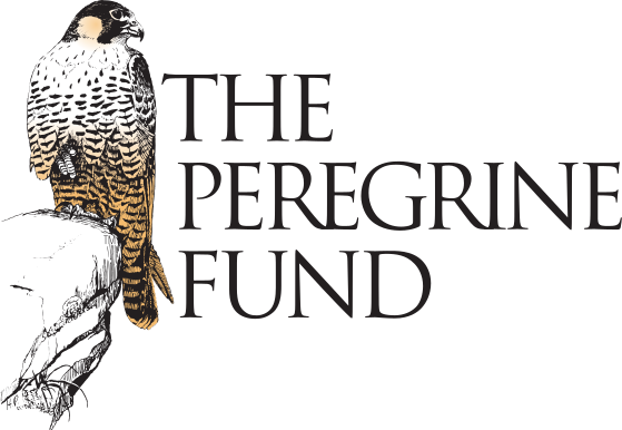 peregrine
